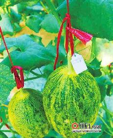 美食娱乐吃瓜,揭秘美食与吃瓜的跨界魅力